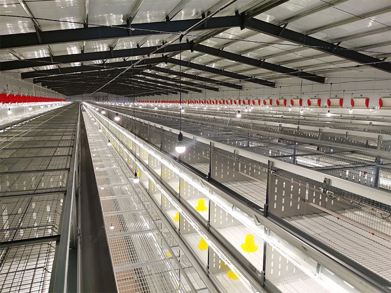 層疊式自動化育雛養殖設備
