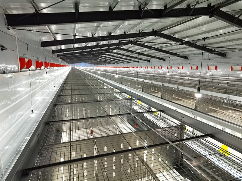 層疊式自動化育雛養殖設備