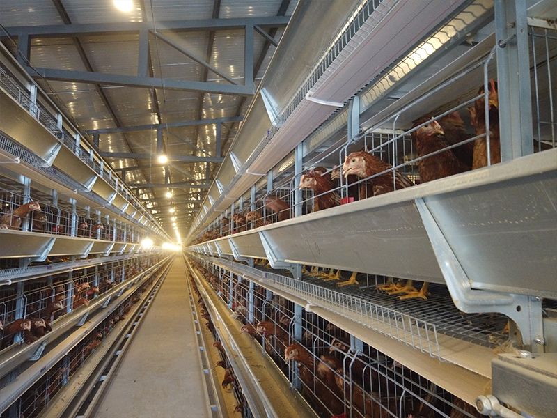 層疊式自動化蛋雞養殖設備